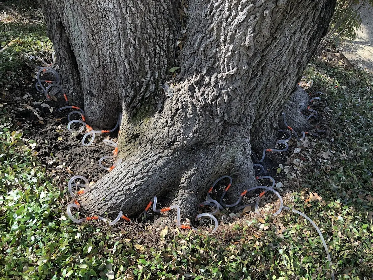 Detailed Tree Cabling and Bracing job site in Wasta